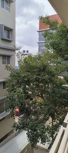 Ficus religiosa