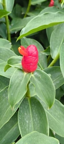 Costus woodsonii