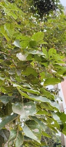 Pongamia pinnata