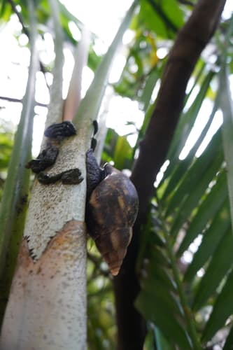 Lissachatina fulica