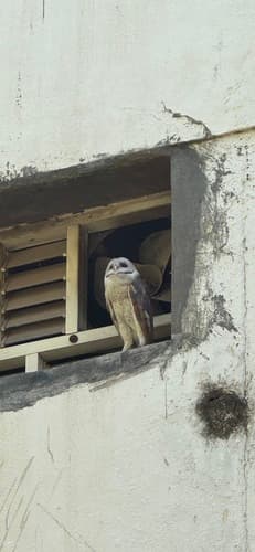 Tyto javanica