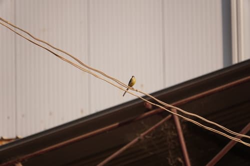 Motacilla cinerea