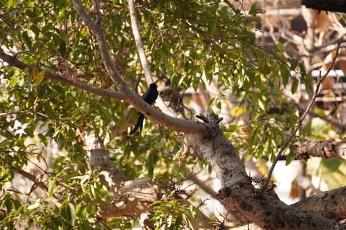 Dicrurus macrocercus