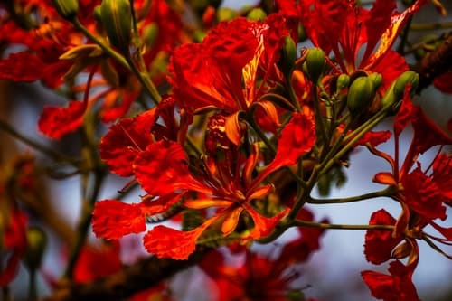 Delonix regia